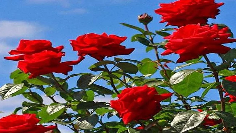 roses.jpg