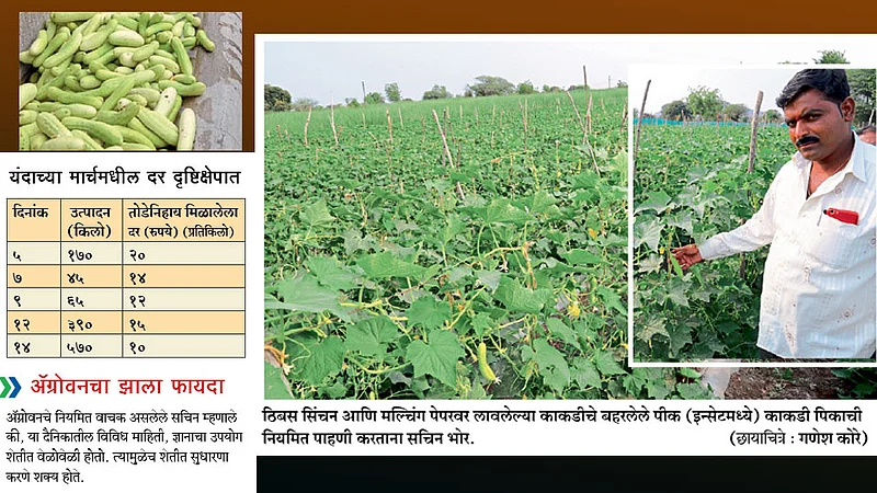 उन्हाळी काकडीचे मास्टर सचिन भोर