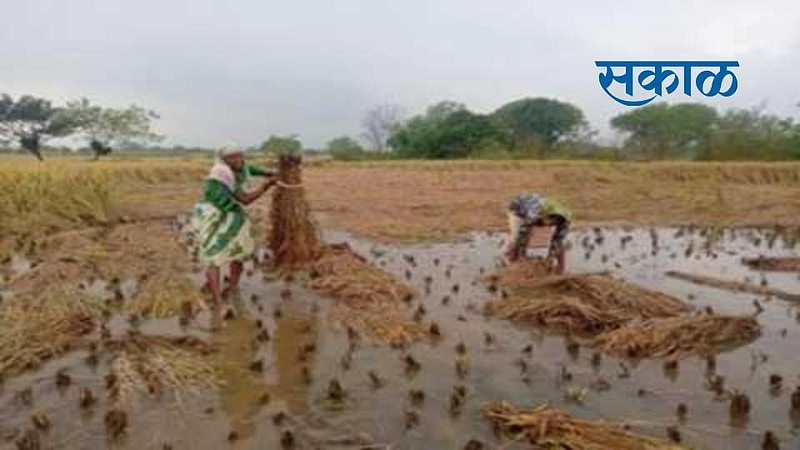 Akola News Storm rains crisis again; Losses of disabled farmers