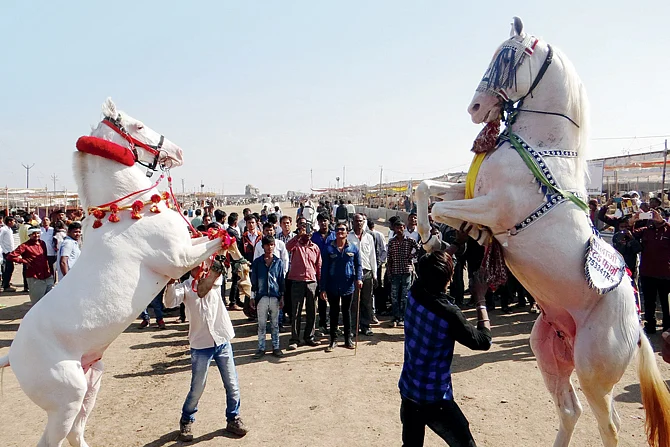 sarankheda festival