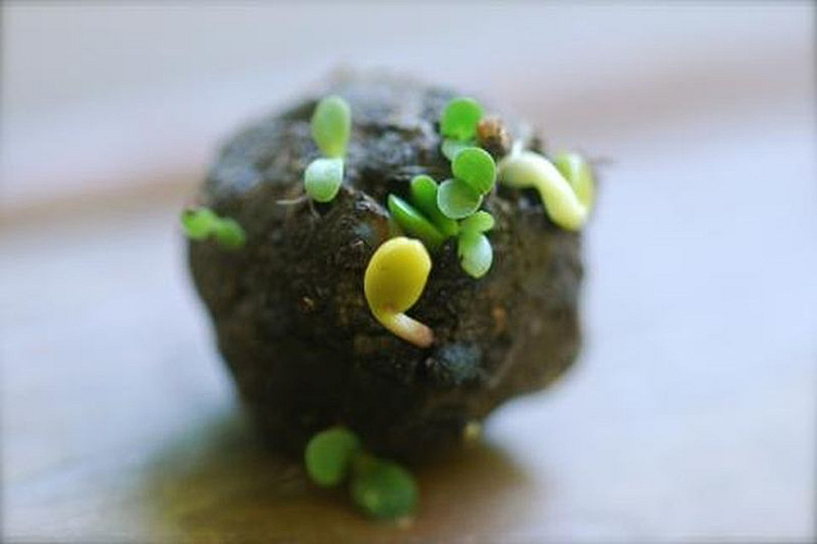 seed bomb in akola.jpg