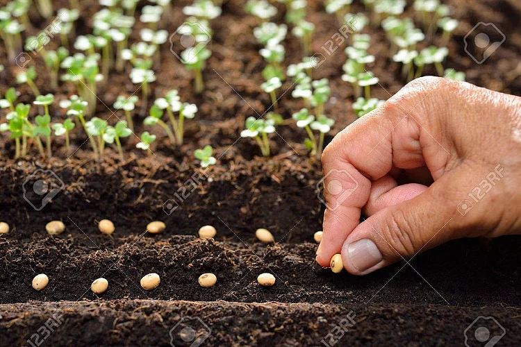 seeds.jpg