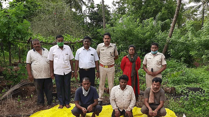Three arrested for Prey of boar in ratnagiri