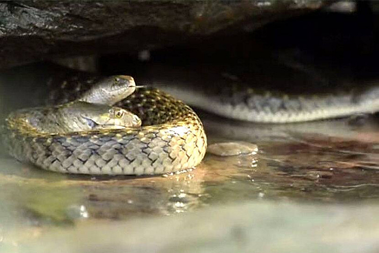 Akola News: Two venomous snakes were starting a love affair and the villagers were worried.