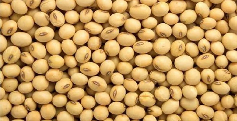 soybean rate decreases in amravati