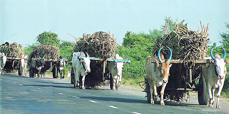 The sugarcane season