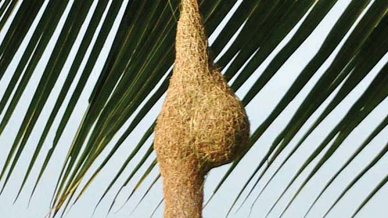 sugran bird.jpg