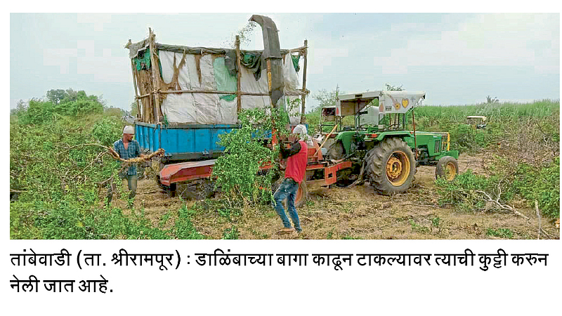 हतबल शेतकऱ्यांची डाळिंब बागांवर कुऱ्हाड; दोन वर्षांपासून उत्पादनात तोटा