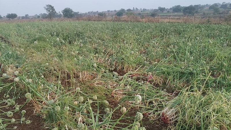Rain Damages Onion Crop