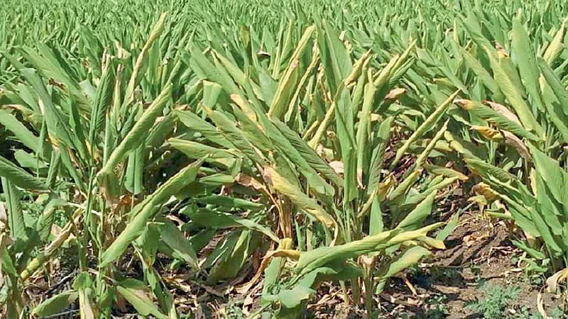 Akola Risod News Turmeric Rusli and farmers fall, prices stable in Washim since April