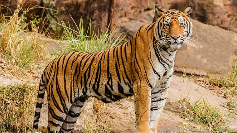 tiger