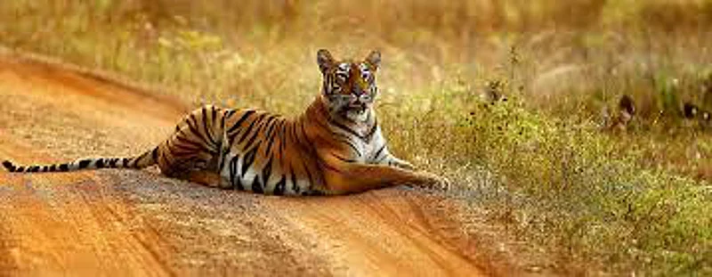 tiger