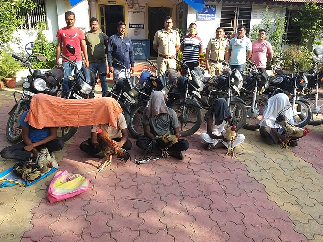 five arrested in illegal chicken market case if wani of yavatmal