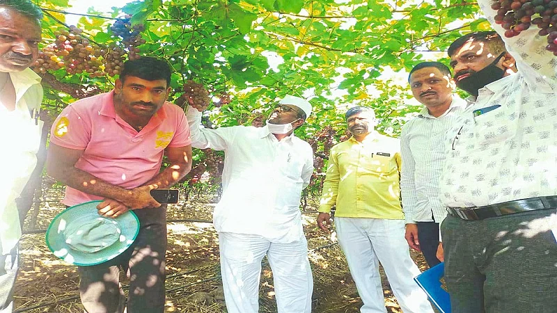 zirwal grapes 1.jpg