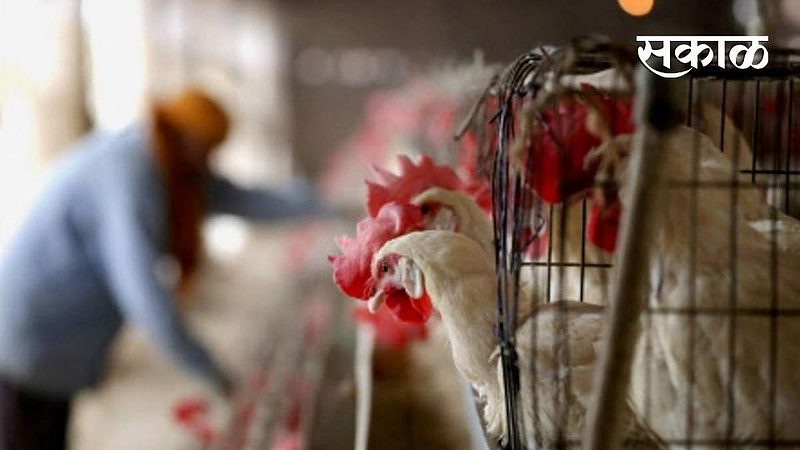 Akola Marathi News Gambling was being played on animals