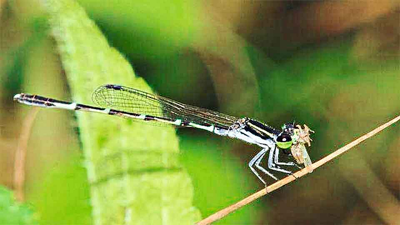 ड्रॅगनफ्लायची संख्या घटल्यास रोगराईचे अराजक