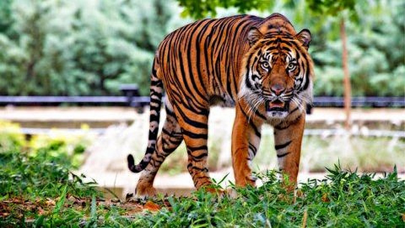 tiger