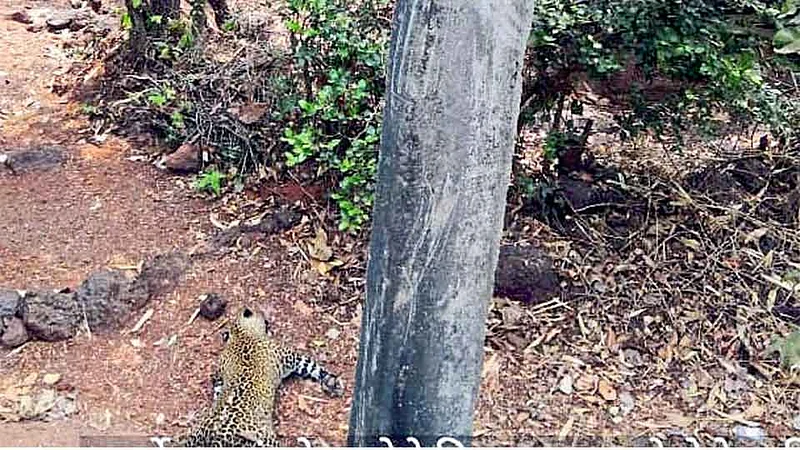 रत्नागिरी जिल्ह्यात विजेच्या धक्क्याने बिबट्या ठार