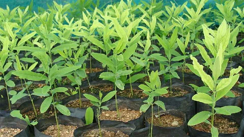 'चंदन कन्या" नावाखाली शेतकऱ्यांची लूट