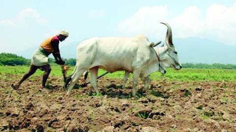 1farmer_20in_20akola