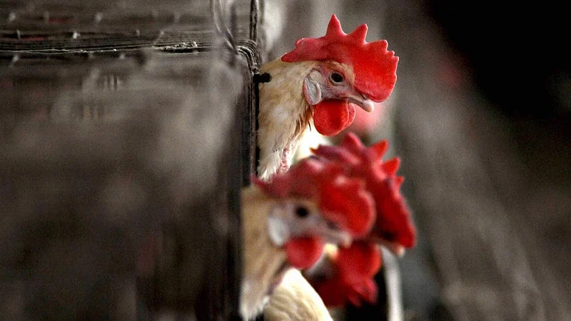 Bird Flu