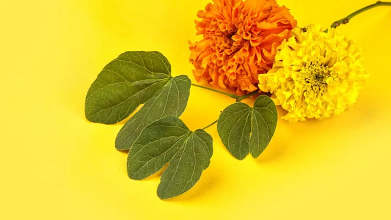 2dussehara