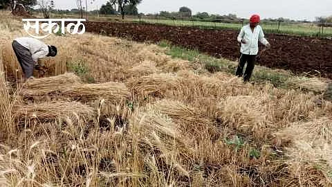 Akola Agriculture News Farmers will get Rs 17 crore for damage caused by untimely rains}