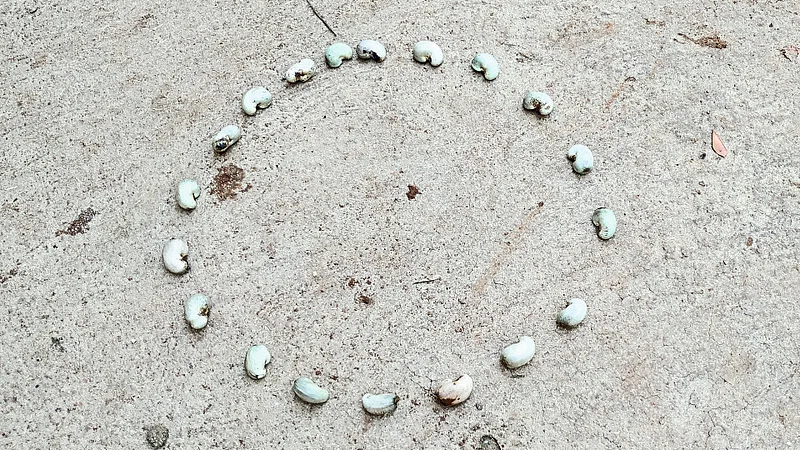 Know About Cashew Nut Round Game Sindhudurg Marathi News