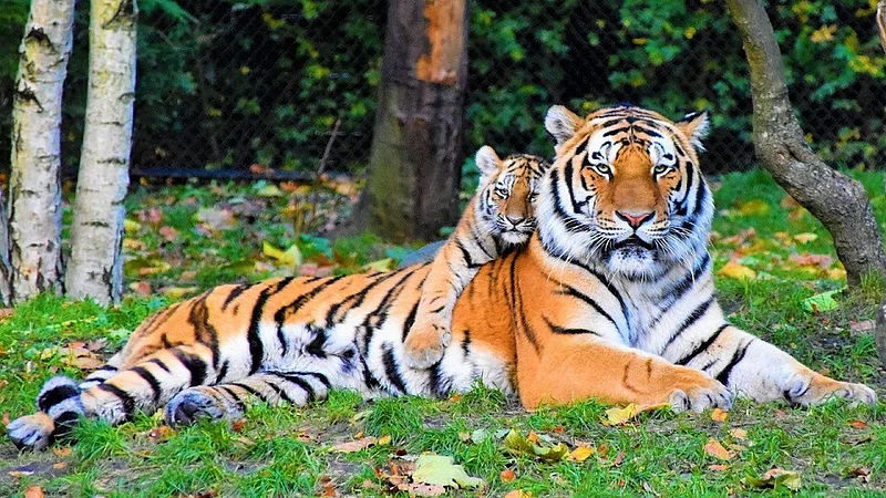 Mayuri tiger still not found by forest officers