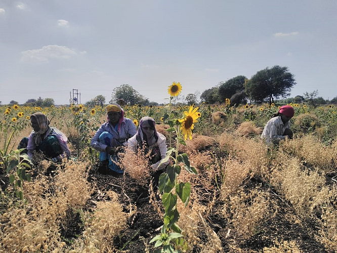 Work of farmers start in Solapur district