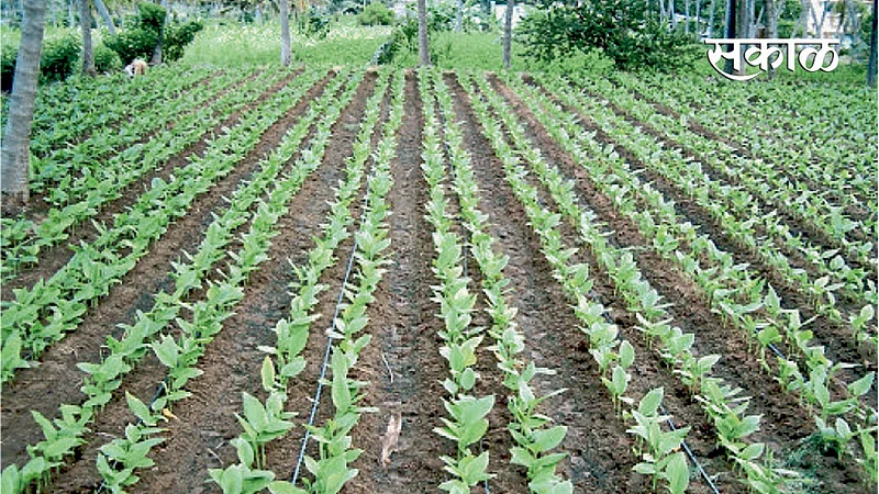 Agriculture