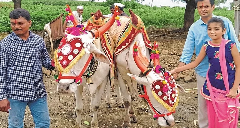 Bail Pola Majalgaon