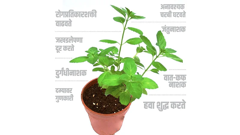 तुळशी