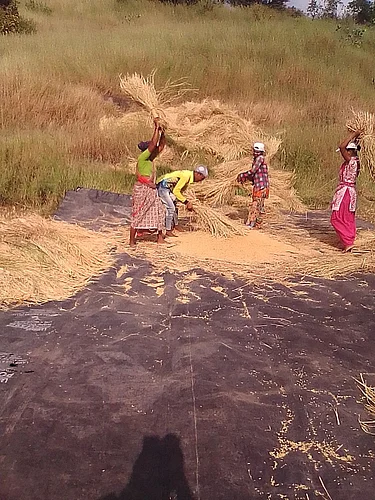 Paddy harvesting started in Akole taluka due to rain