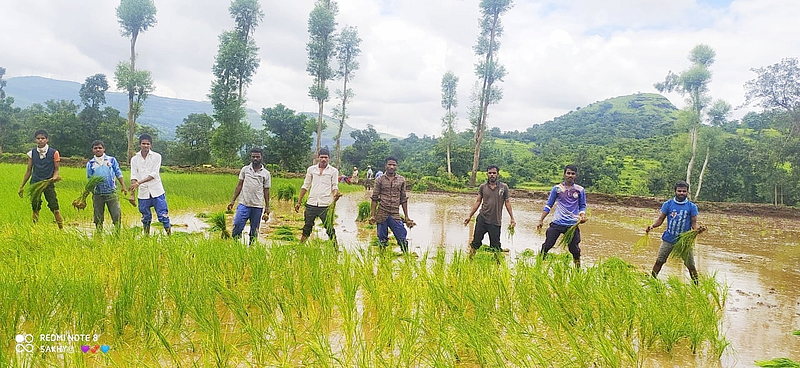 Youngsters from Pendshet in Akole taluka paddy farming