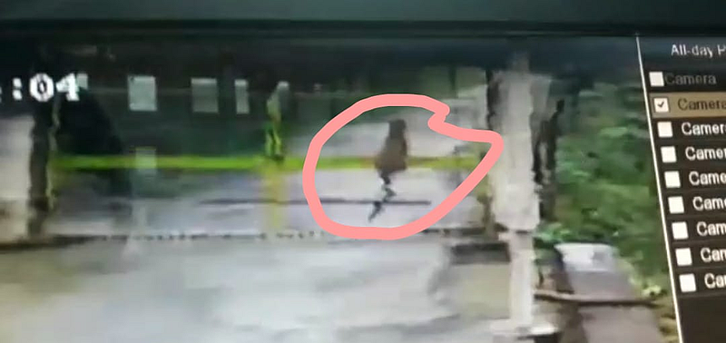 leopard jumped from the gate of a power project in Akole taluka on record in CCTV