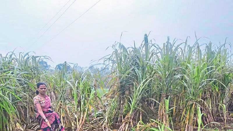 In Chandgad Taluka Damage Of Agriculture By Elephant Kolhapur Marathi News