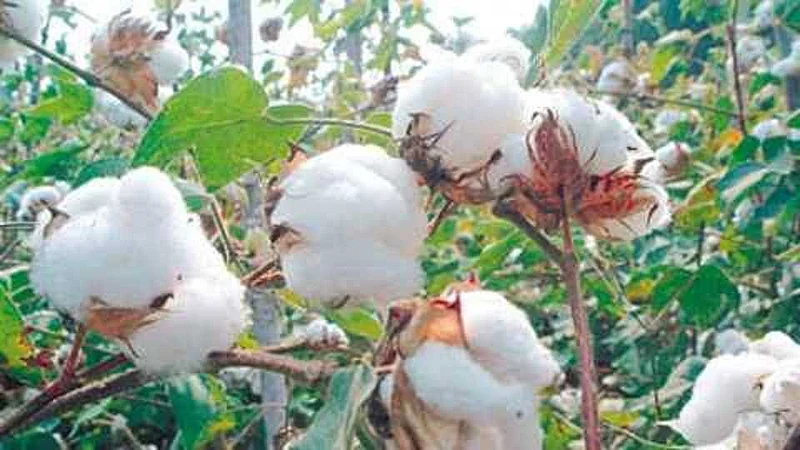 Akola News: Cotton yield will decline this year