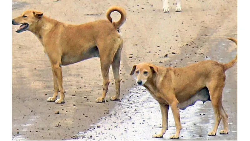 Dog