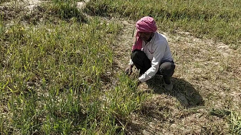 farmers are frustrated due to bad weather and crops