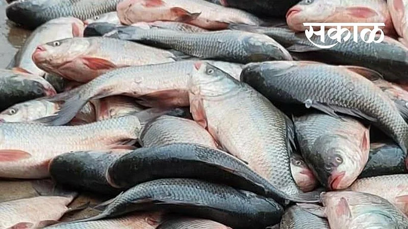 Fish}