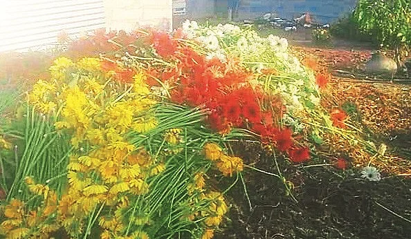 Gerbera flowers