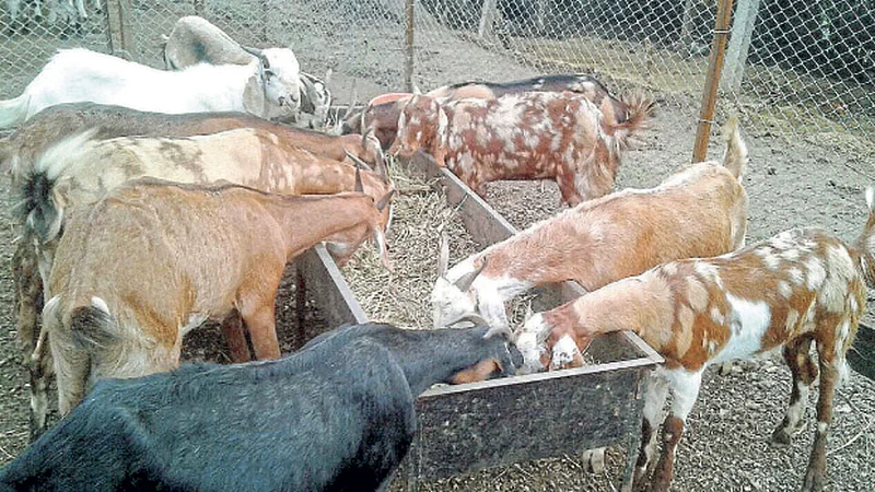 शेळ्यांना पुरेसा आहार द्यावा.