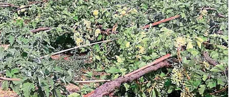 Grape damage