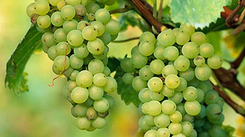 Grapes