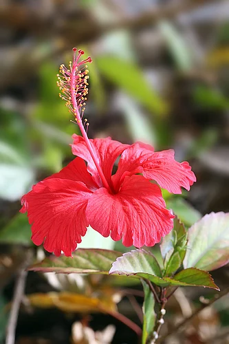 Do you ever drink flower tea?