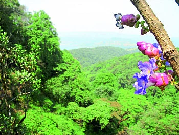 अभयारण्यातील वाड्यांत कोरोनाची धास्ती