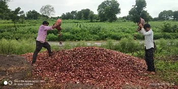 सततच्या पावसाने चाळीतील साठवीलेला कांदा आता उकिरड्यावर