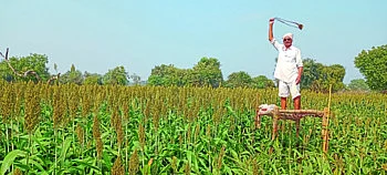 हाड्या चिड्या छिव रे छिव..! शेतकऱ्यांचा देशी जुगाड 'लय भारी'