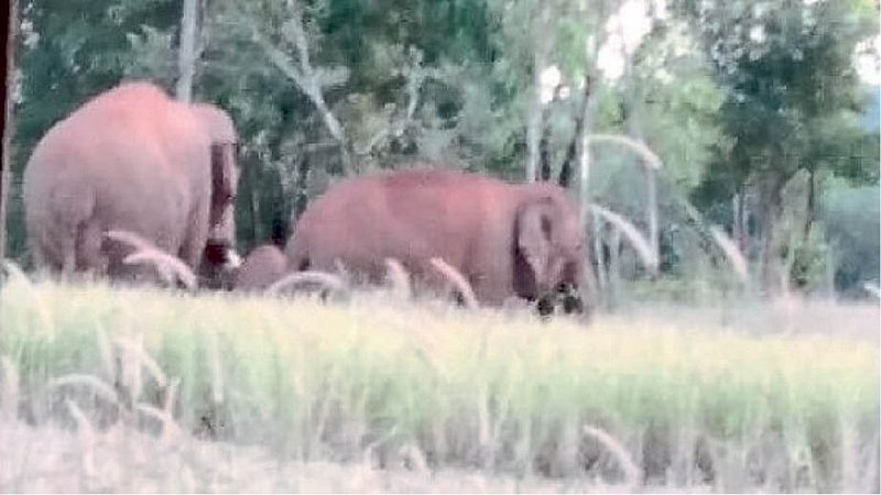 elephant attack on cow here chandgad kolhapur